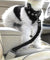 Adjustable Bungee Pet Safety Seat Belt