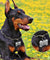 Personalized Stainless Steel Dog ID Tag