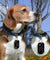 Personalized Stainless Steel Dog ID Tag