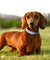 Adjustable Rhinestone Suede Soft Leather Pet Collar