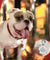 Personalized Paw Shaped Glitter  Engraved Pet ID Tag Pendant
