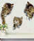 Cat Erupting from Wall 3D Sticker