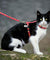 Customized Printed Cat Harness
