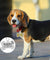 Personalized Glitter  Dog ID Tag