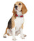Personalized Dog Collar