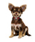Personalized Dog Collar