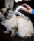 Pet Hair Remover