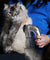 Pet Hair Remover