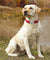 Personalized Dog Collar