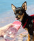 Cute Portable Travel Pet Water Bottle