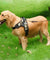 Safety Dog Harness