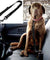 Adjustable Bungee Pet Safety Seat Belt