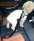 Adjustable Bungee Pet Safety Seat Belt