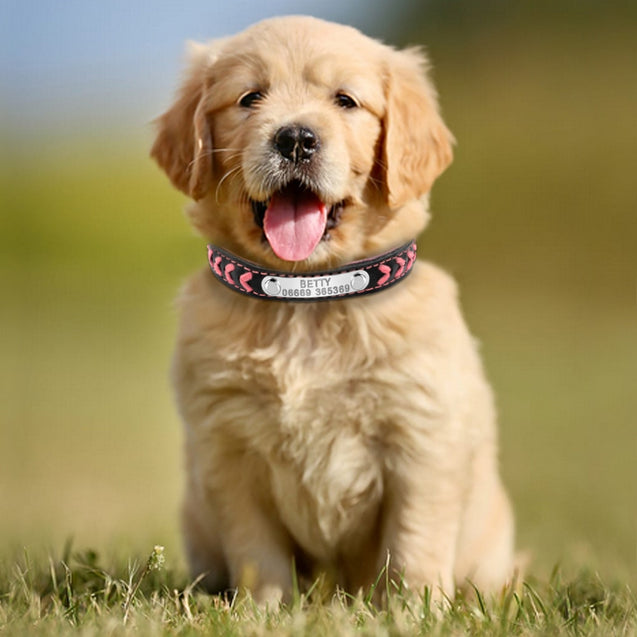 Custom Engraved Name Plate Leather Dog Collar