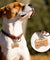 Personalized Stainless Steel Dog ID Tag