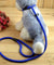 High-Quality Dog Training Adjustable Loop Slip Leash