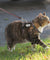 Reflective & Adjustable Cat Harness
