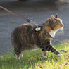 Reflective & Adjustable Cat Harness