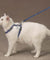 Reflective & Adjustable Cat Harness