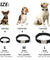 Personalized Dog Collar