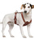 Genuine Leather Adjustable Dog Harness