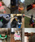 Rechargeable LED Flashing Dog Collar