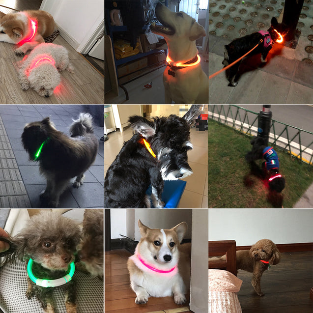 Rechargeable LED Flashing Dog Collar