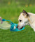 Sporty Dog Travelling Water Bottle